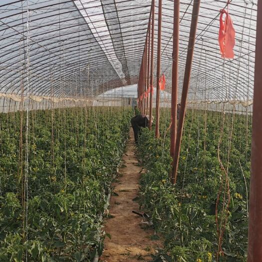 吴忠水果西红柿  全年供应链