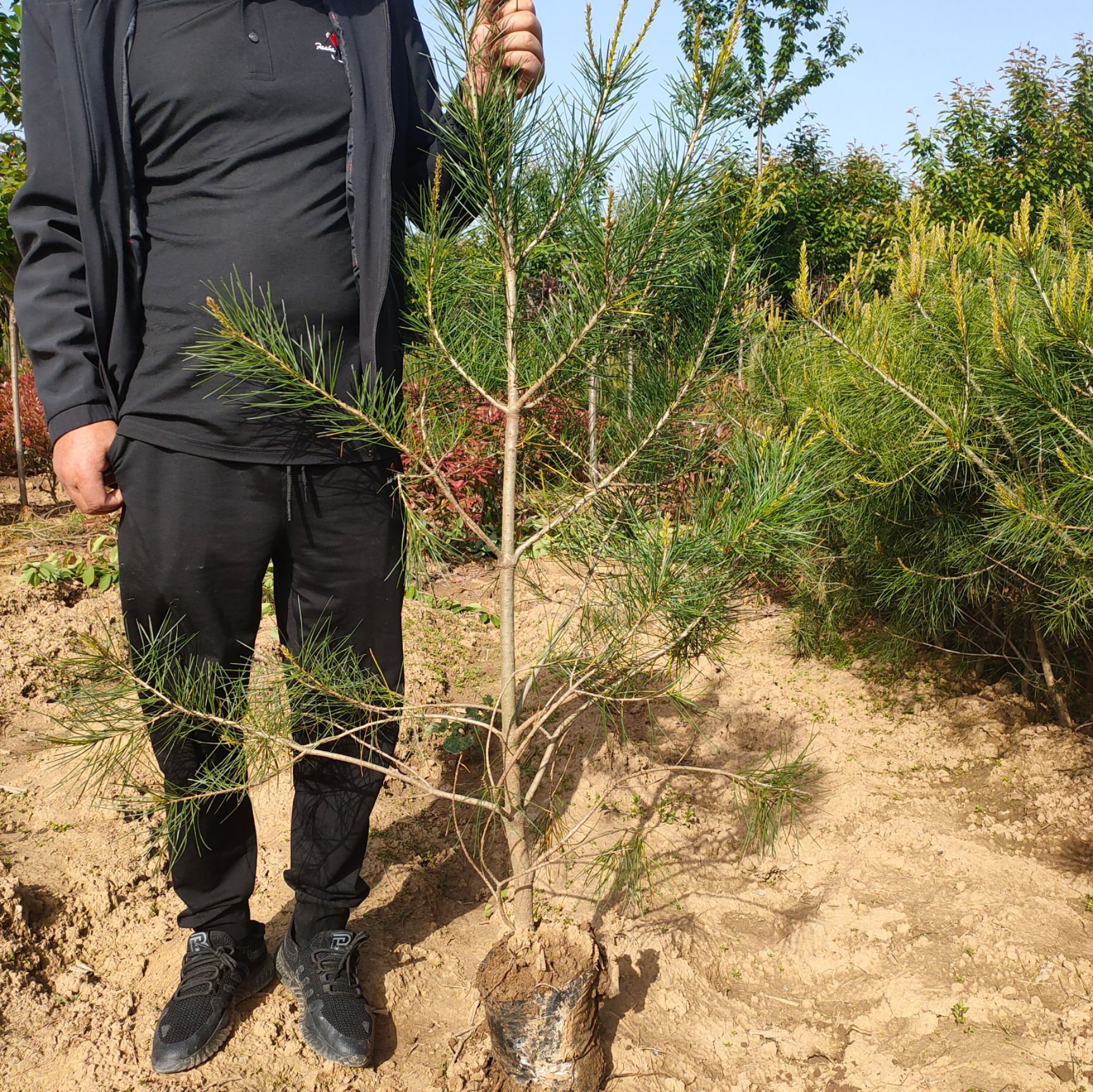 白皮松杯苗大田定值50-2米基地直销质量保证