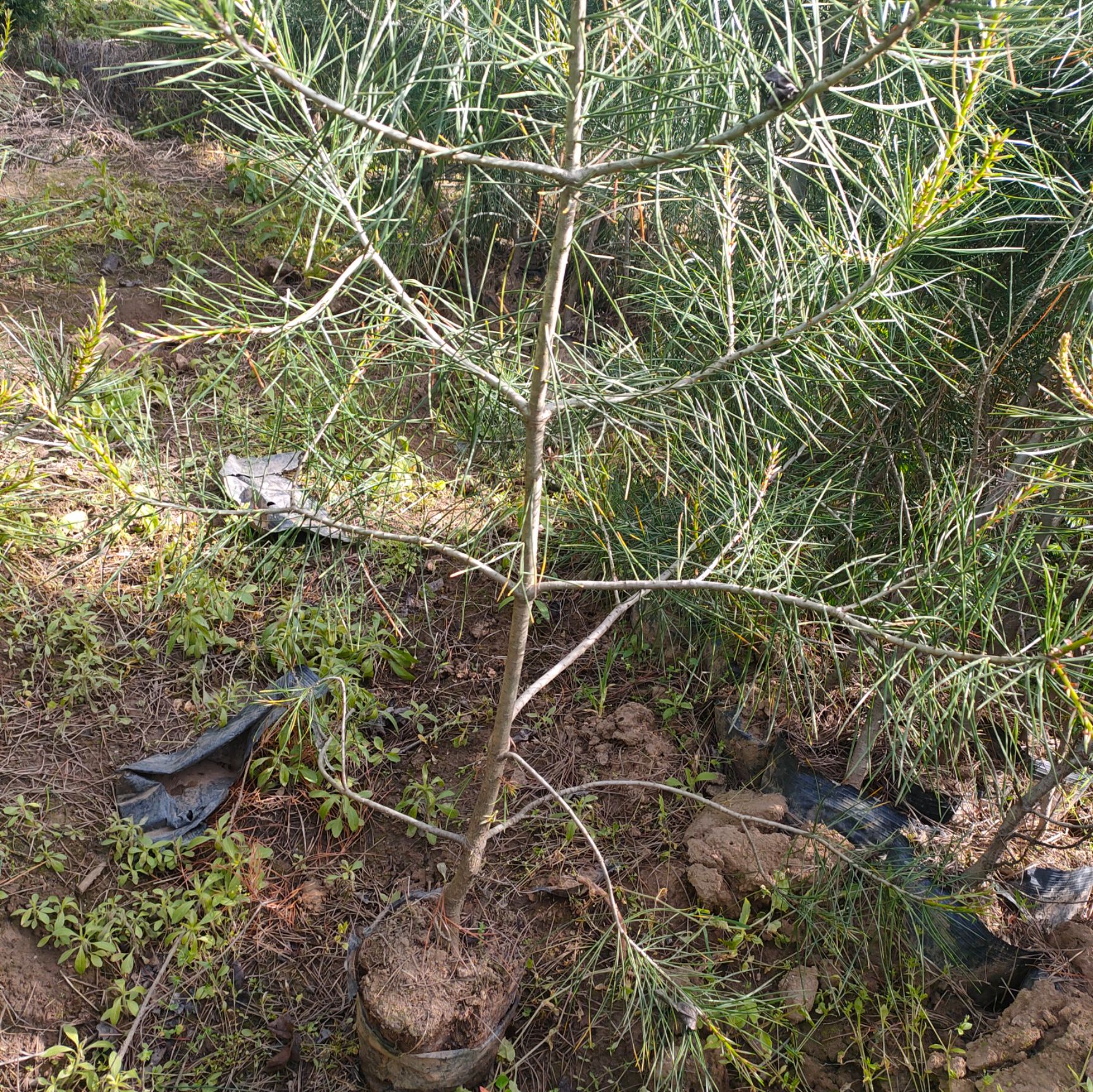 白皮松杯苗大田定值50-2米基地直销质量保证