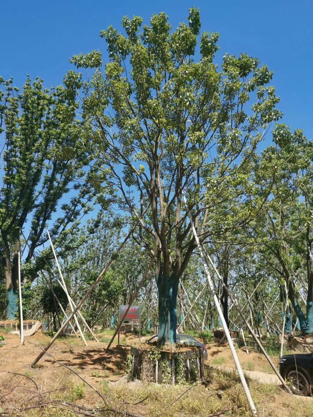 多杆香樟 大量供应单杆、丛生移植全冠香樟