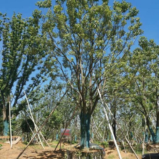 多杆香樟 大量供应单杆、丛生移植全冠香樟