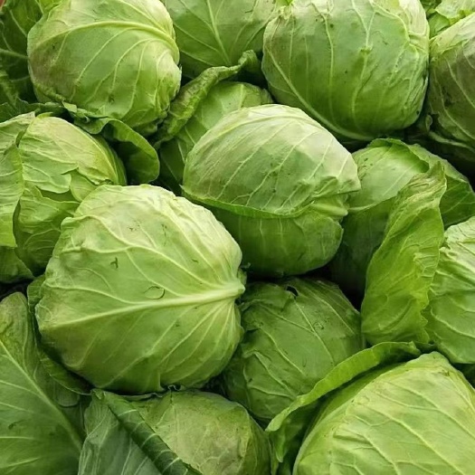 襄城县精品甘蓝，圆包菜，大量上市，产地直供