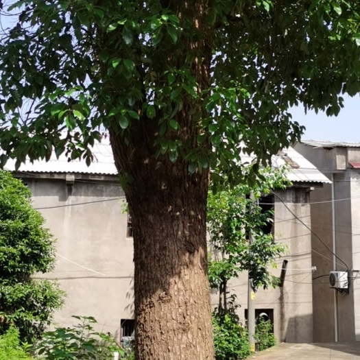 鄂州小叶樟  香樟树