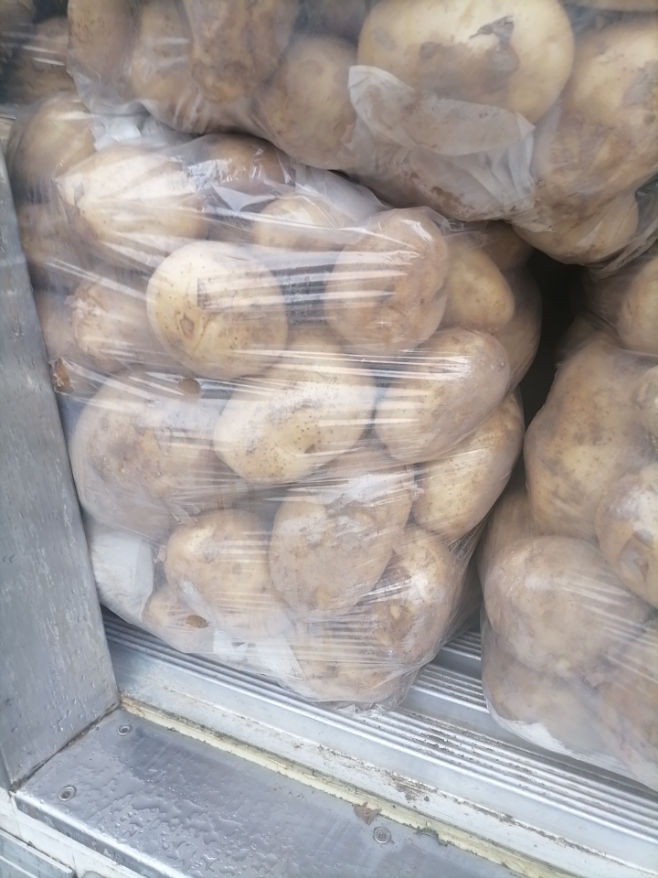 早大白土豆 新上市土豆