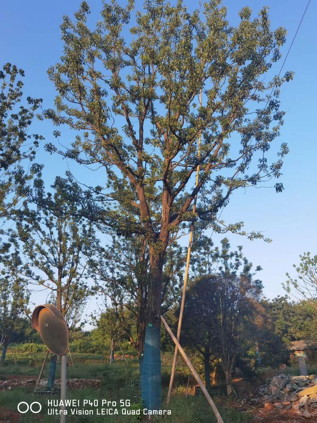 多杆香樟 大量供应单杆、丛生移植全冠香樟