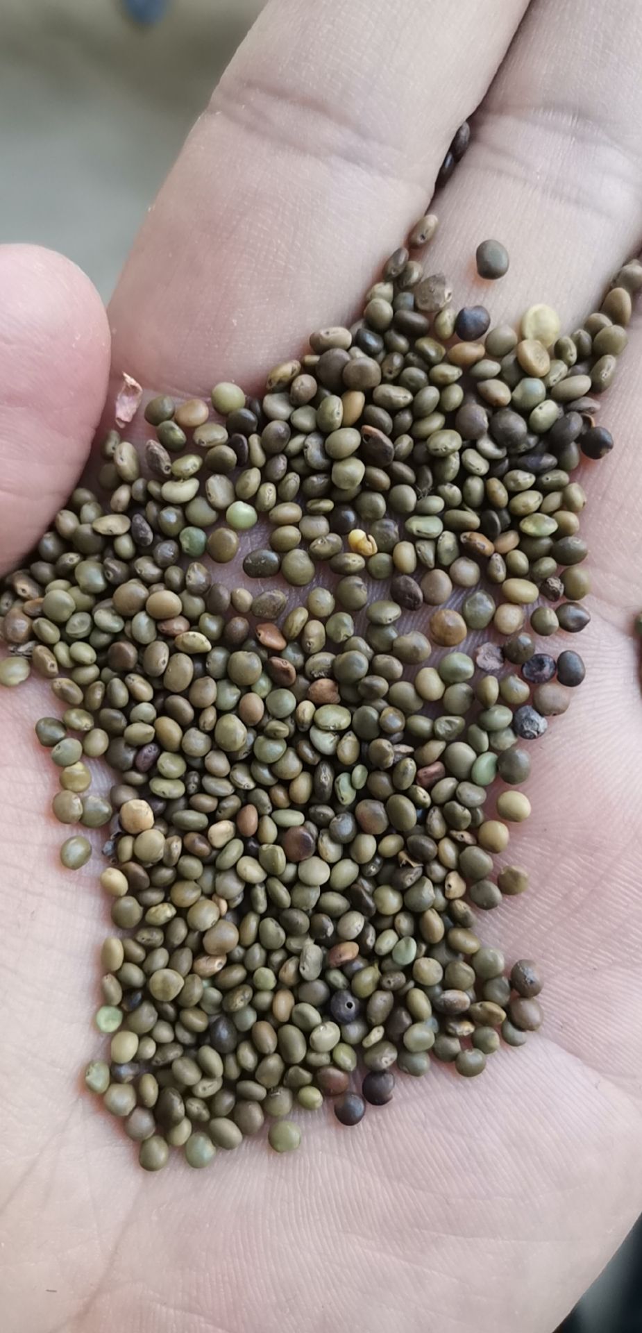 甘草种子，纯新甘草种子，甘草籽 包芽率包邮 2025年产新种