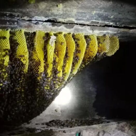 昆明土蜂蜜  蜂蜜纯正天然农家自产正品专用小包装峰蜜