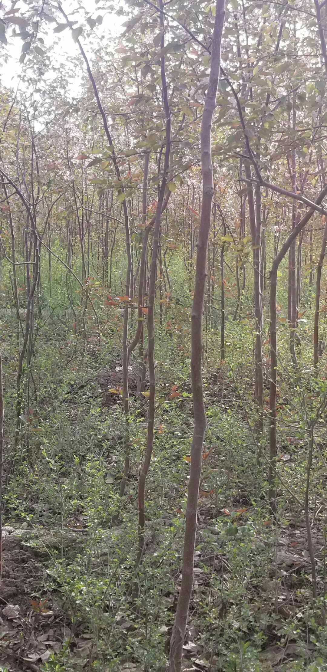 红叶海棠8公分左右，5亩地