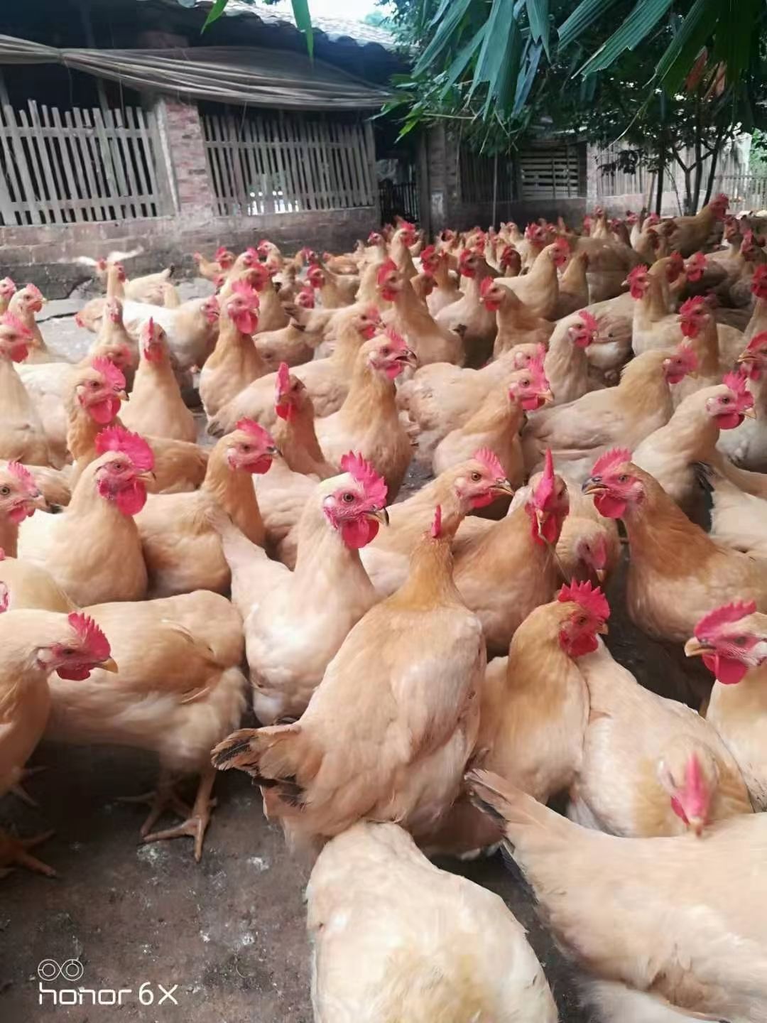 三黄鸡  广东供应 屠宰鲜鸡 、毛鸡，可长期供应合作，欢迎联系