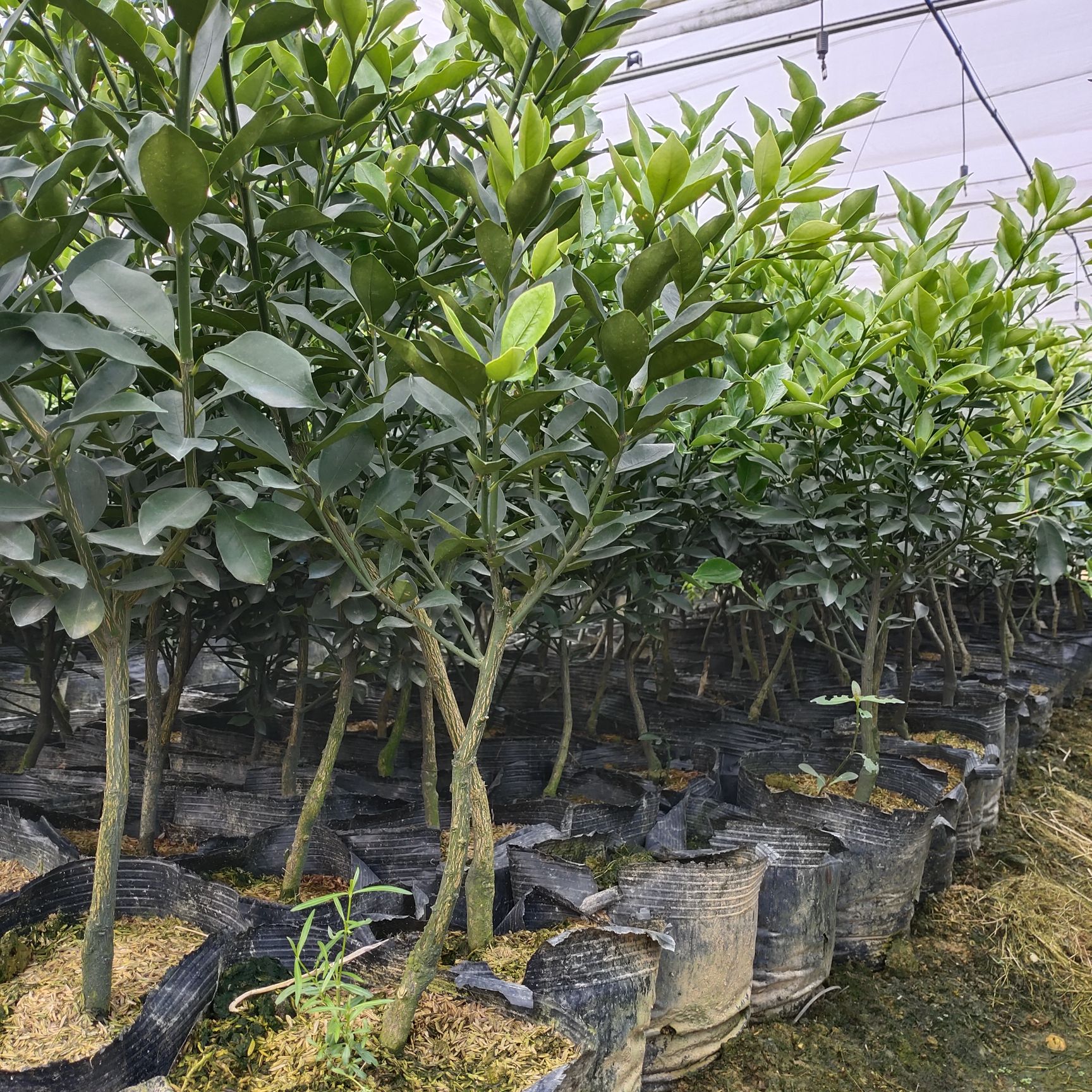 脆蜜金柑苗  融安脆蜜金桔苗，融安金桔苗圃扶贫车间直供，优质