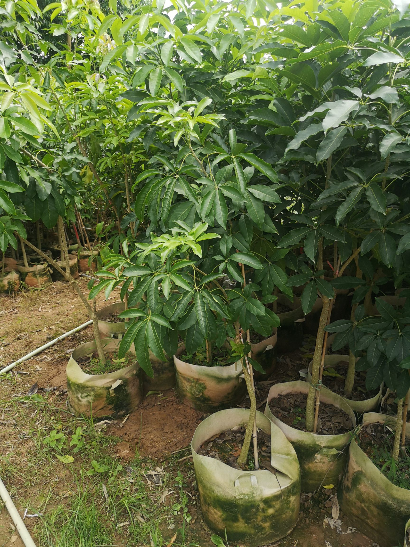 白柿苗  冰激凌果 福建种植基地 一个果实200元