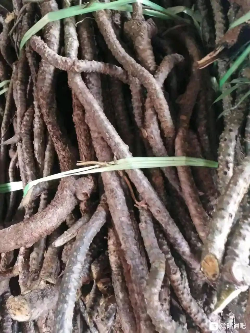 黑血藤 黑苦藤黑苦藤，又大又老，鲜货