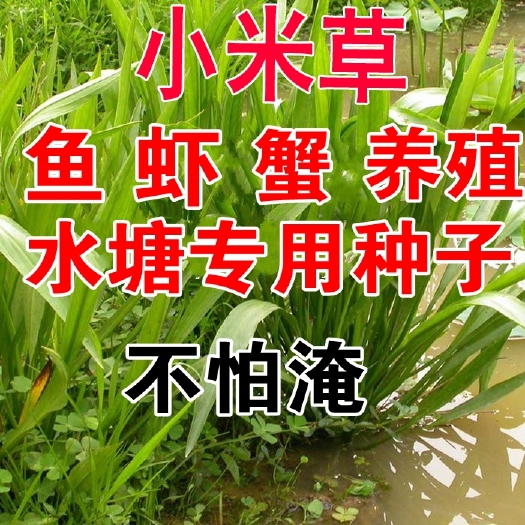 郑州雀稗种子  小米草种籽水草喂鱼草耐高温龙虾专用草四季水淹养殖