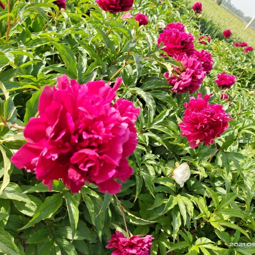 菏泽多花芍药 芍药，重瓣芍药，千层芍药，紫红芍药各色芍药