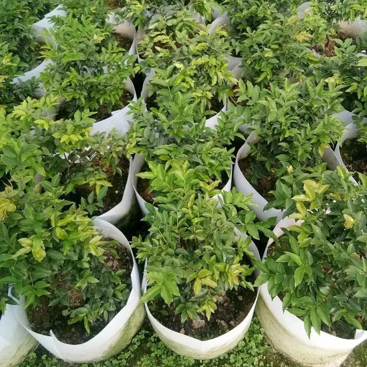 嘉宝果苗 嘉宝果树葡萄树苗沙巴四季早生红妃艾斯卡嘉宝果树苗四季结果