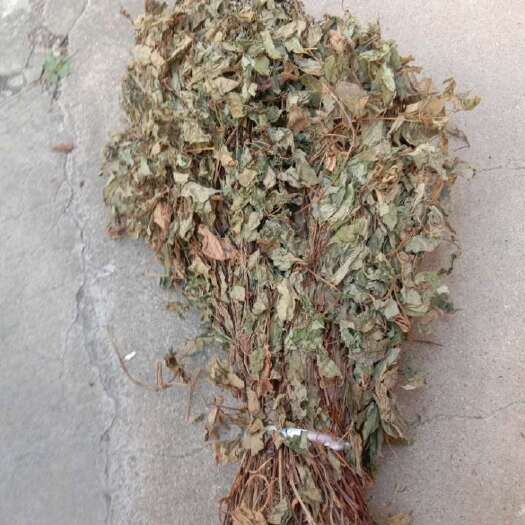 当阳市鱼腥草干叶子