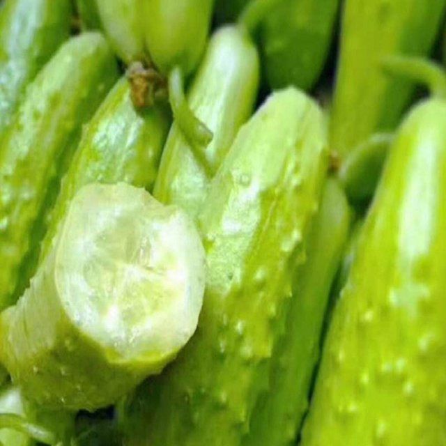 山东海阳牛奶白玉黄瓜