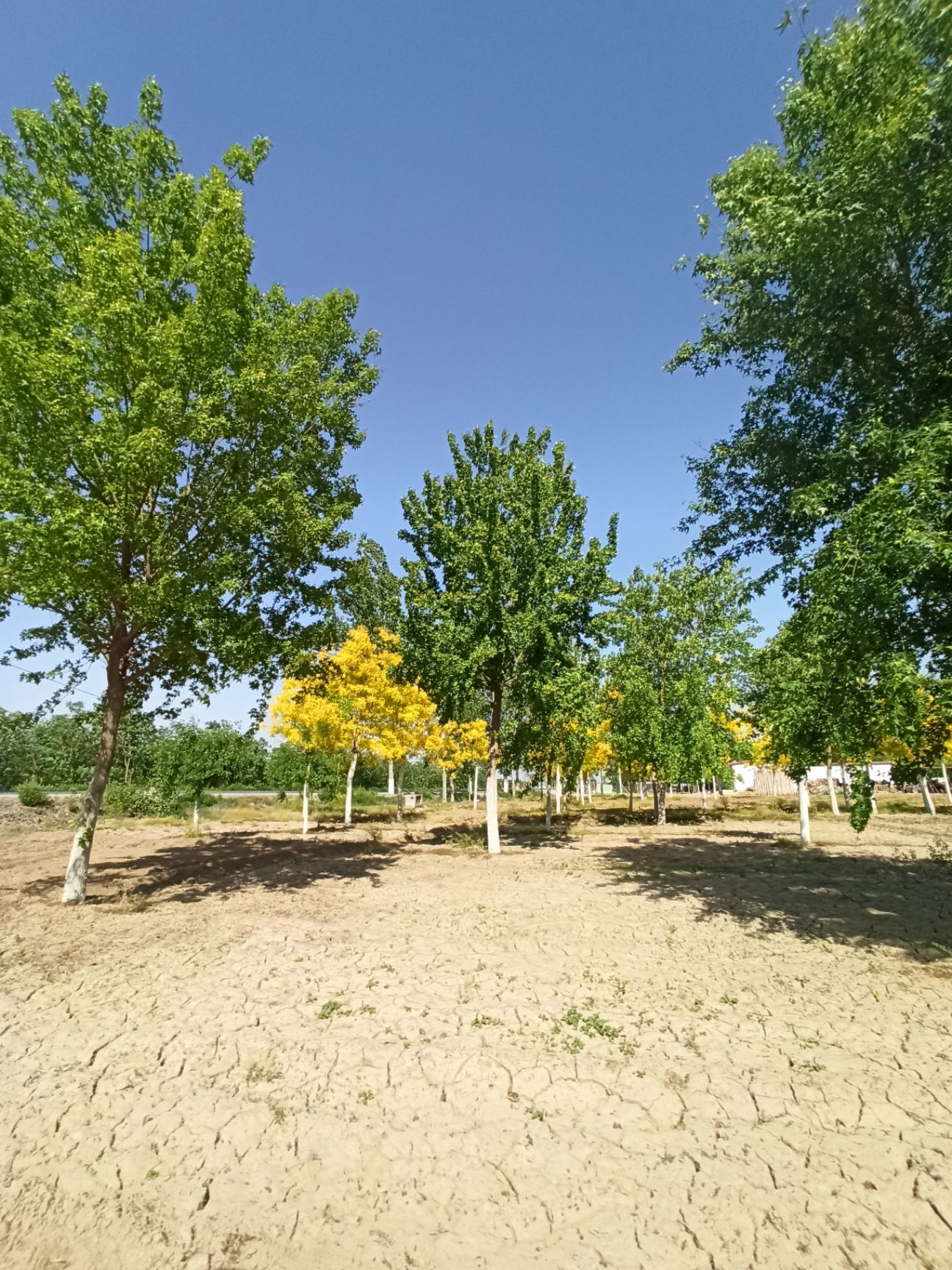 五角枫基地18公分五角 15-25公分五角枫20公分五角枫