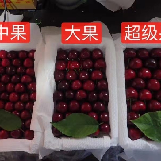 瓦房店市美早樱桃 自家产美早大樱桃
