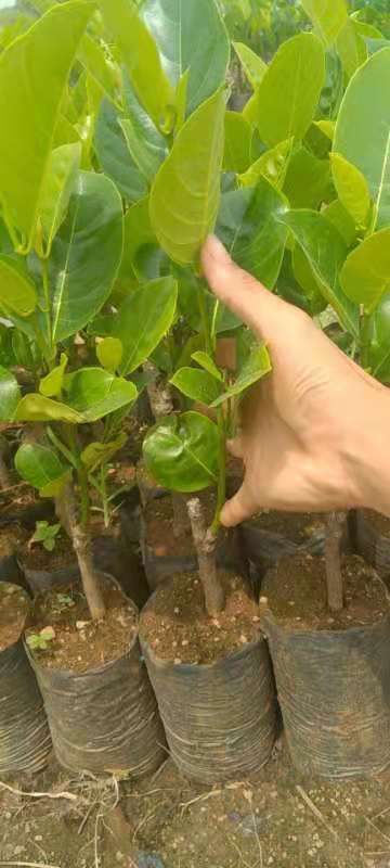 马来西亚一号菠萝蜜苗  红肉菠萝蜜