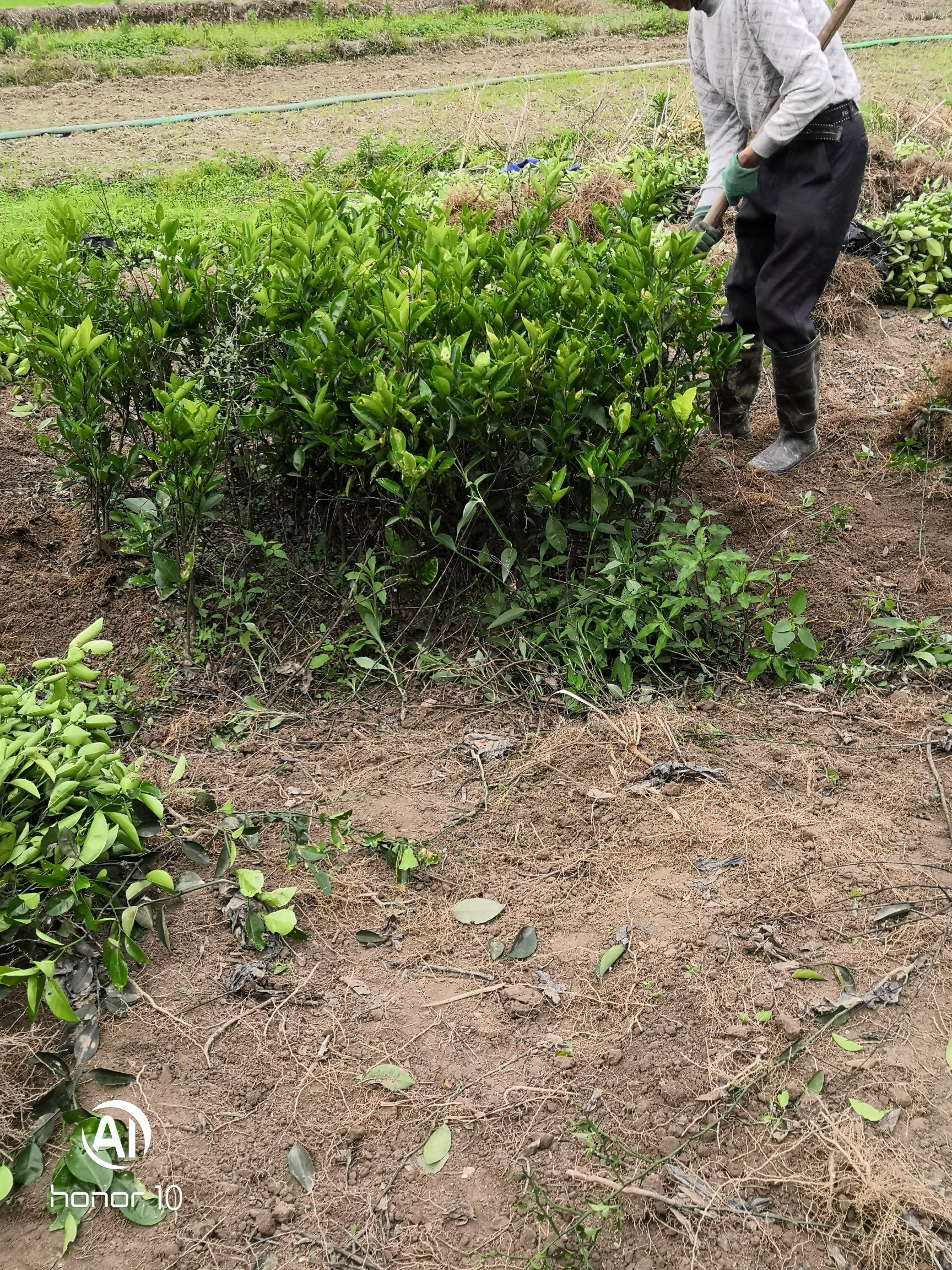 葯用枳壳苗，江西枳壳是同类产品中最好的品种。