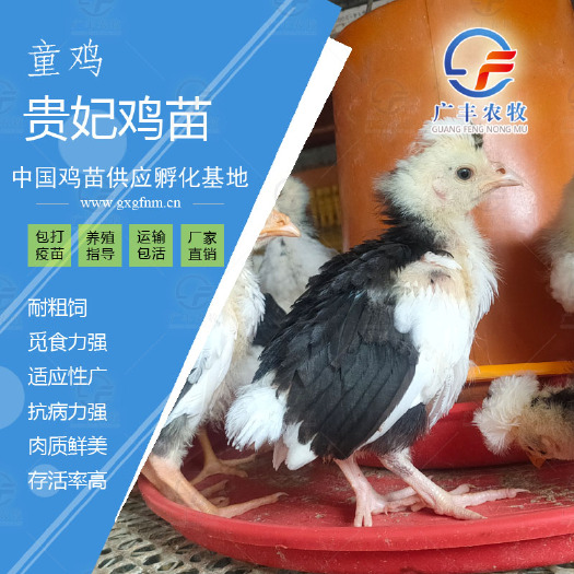 南宁贵妃鸡苗厂家直销的！量大从优全国包邮