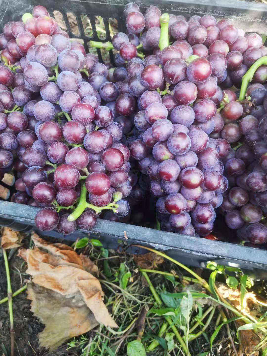 酿酒葡萄，果酱葡萄