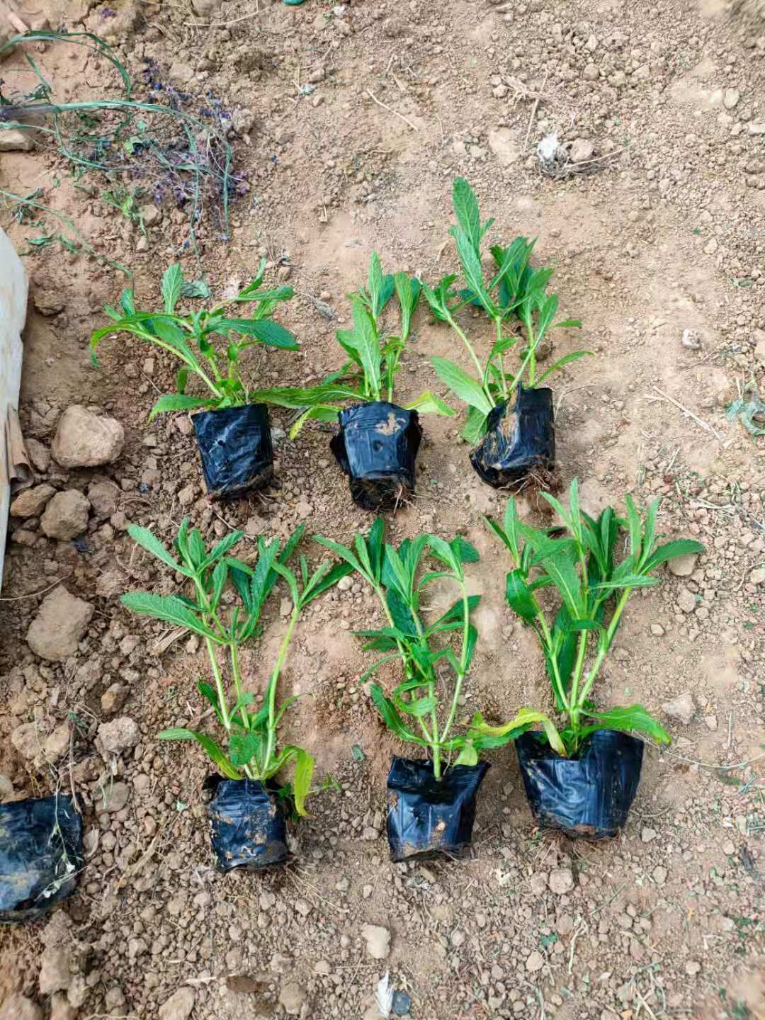 马鞭草种苗 马鞭草 柳叶马鞭草基地批发 马鞭草行情