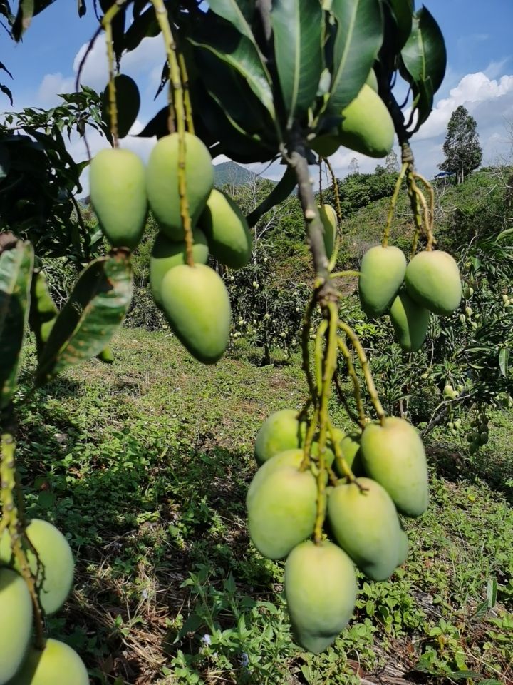 台农芒  有要采购的可以私聊我