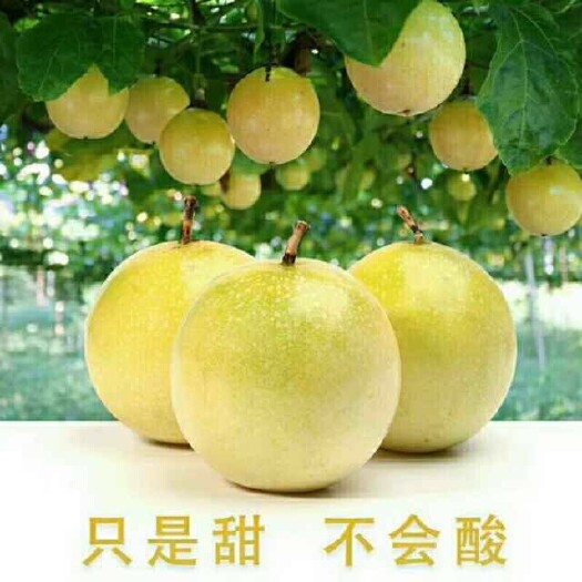 武平县福建省武平黄金百香果