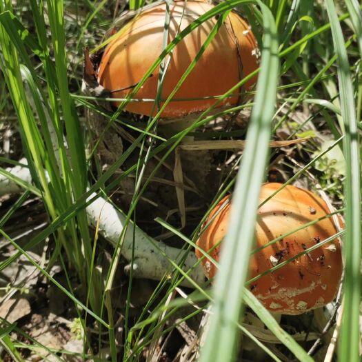 哈巴河县黑牛肝菌 新疆额尔齐斯河河畔野生菌