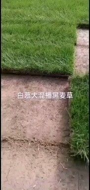 常州草坪 