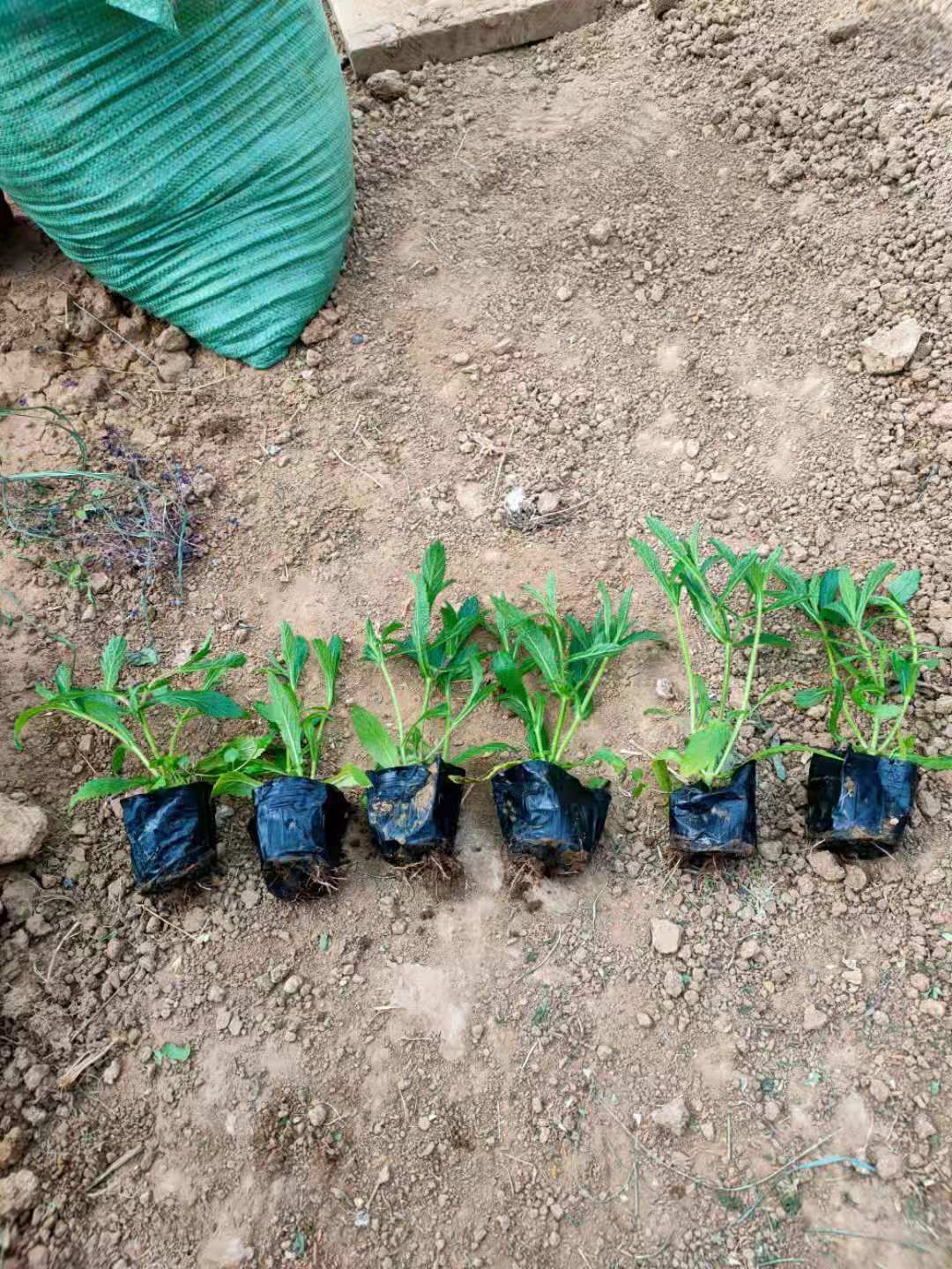 马鞭草种苗 马鞭草 柳叶马鞭草基地批发 马鞭草行情