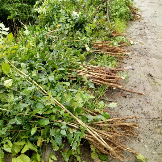 重庆市幸福树盆栽 绿宝苗出货中，欢迎预定，可视频看货，实地考察