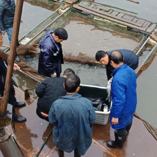 沅陵县水产养殖箱 网箱养殖叉尾鮰2至6斤