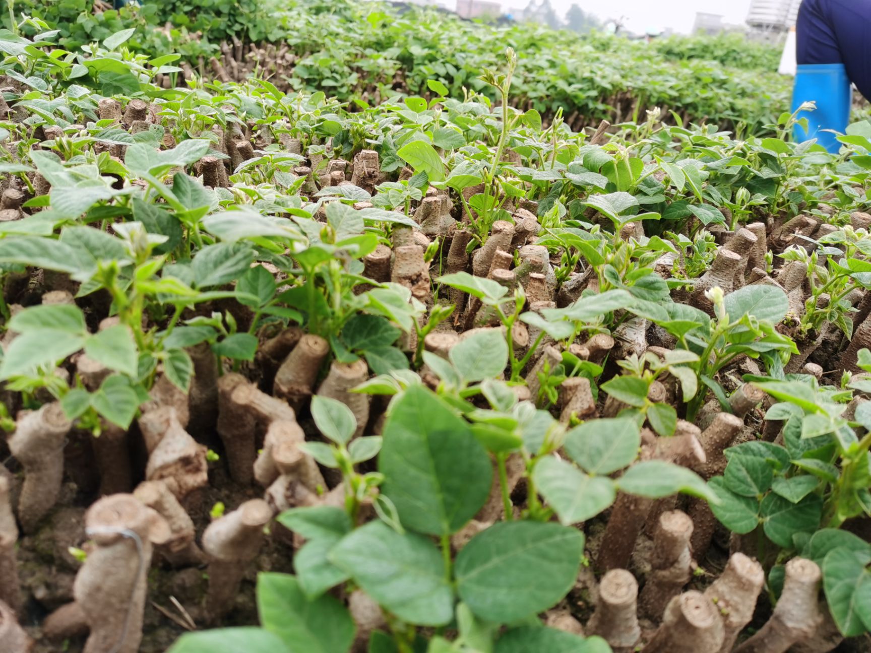 湖北优质细叶无渣葛根种苗