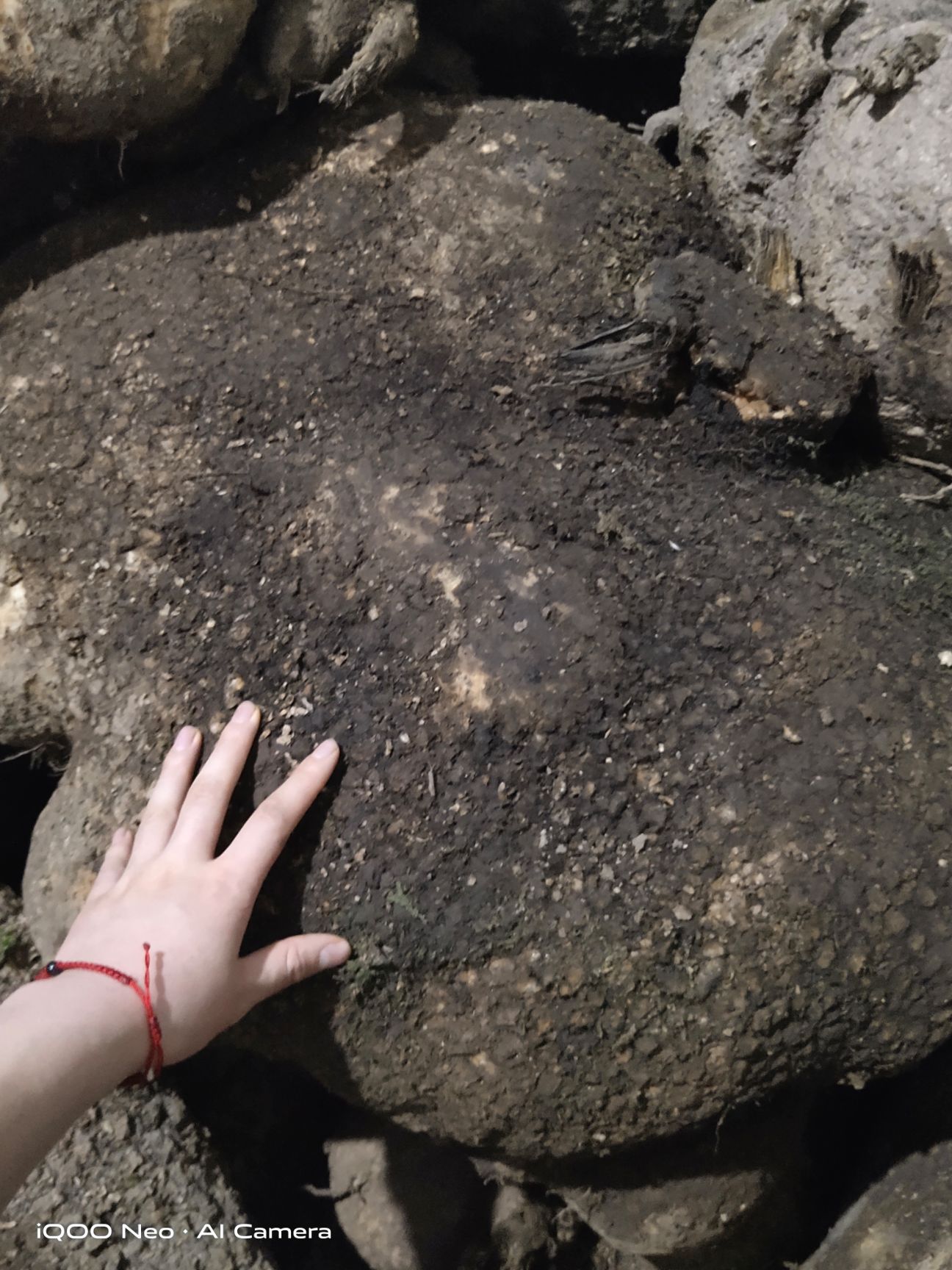 蛇莲 大货鲜货，大山深处的中药材