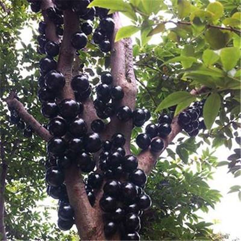 嘉宝果苗 嘉宝果树葡萄树苗沙巴四季早生红妃艾斯卡嘉宝果树苗四季结果