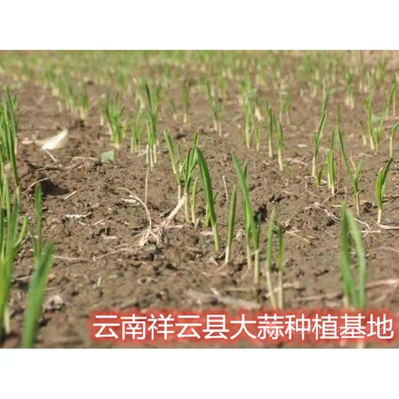 大蒜田专用除草剂苗前封闭高含量乙氧氟草醚二甲戊灵安全禾阔双