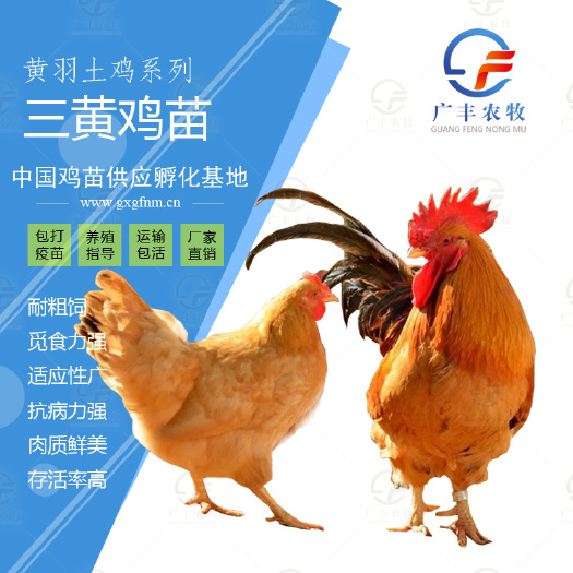 南宁三黄鸡苗  三黄鸡 三黄土鸡 正宗三黄土鸡苗 公 4-5斤 母3斤左右