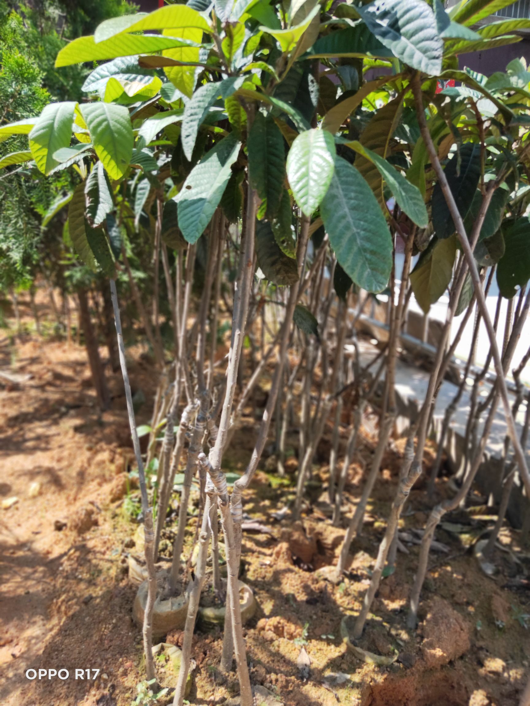 大五星枇杷苗  包邮精品【广西灵山县大五星枇杷】嫁接苗/直销