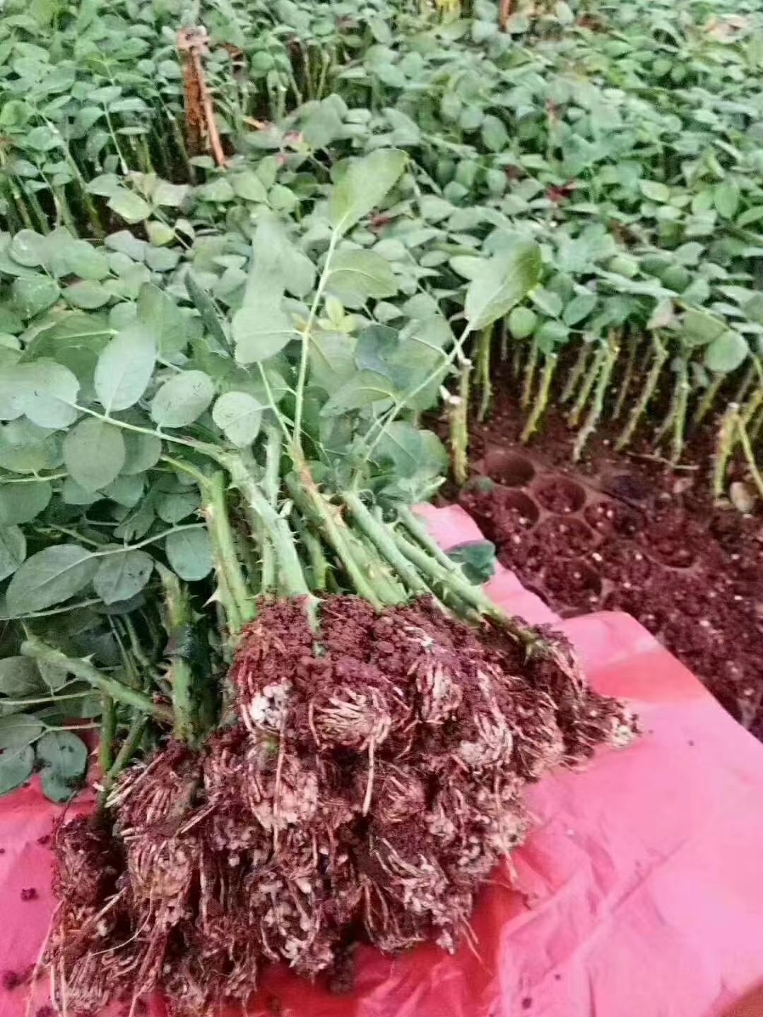 月季苗  月季小苗 流星雨 花色漂亮 苗子品质保证