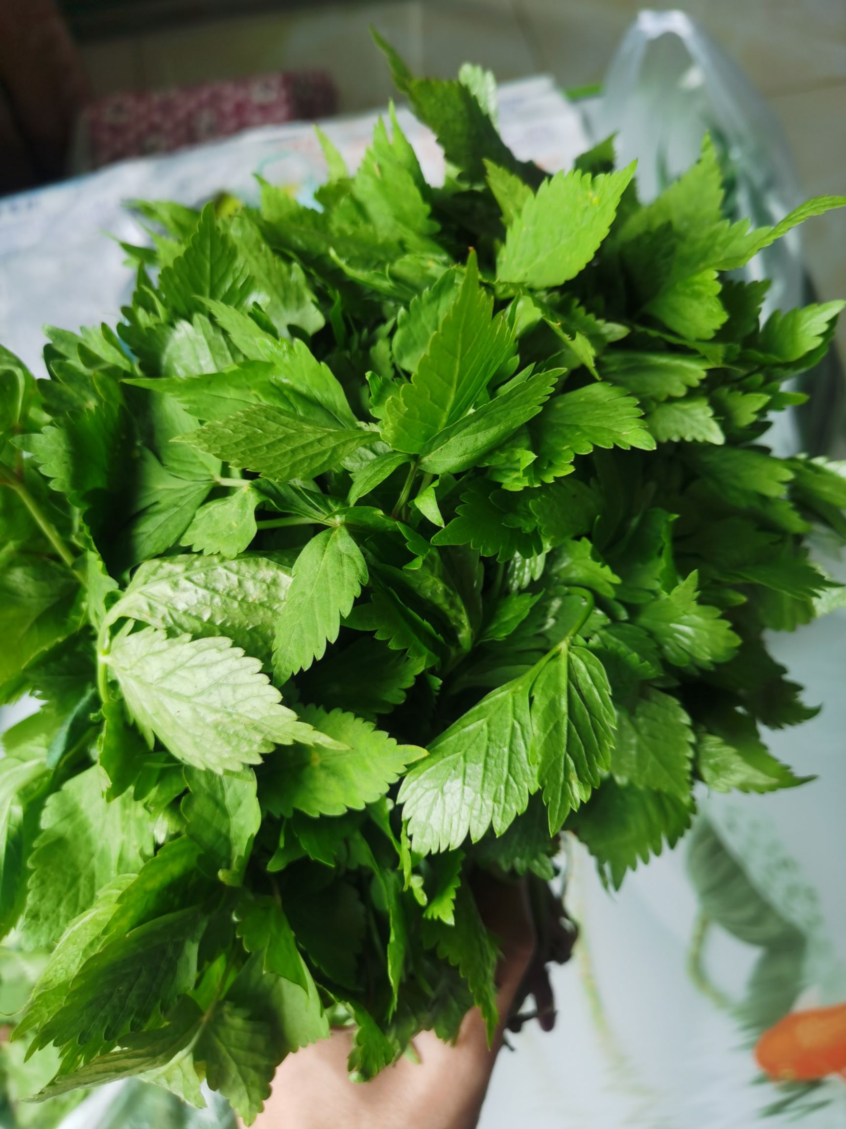新鲜山芹菜 抚松产地直发 东北特产蔬菜 绿色健康食材