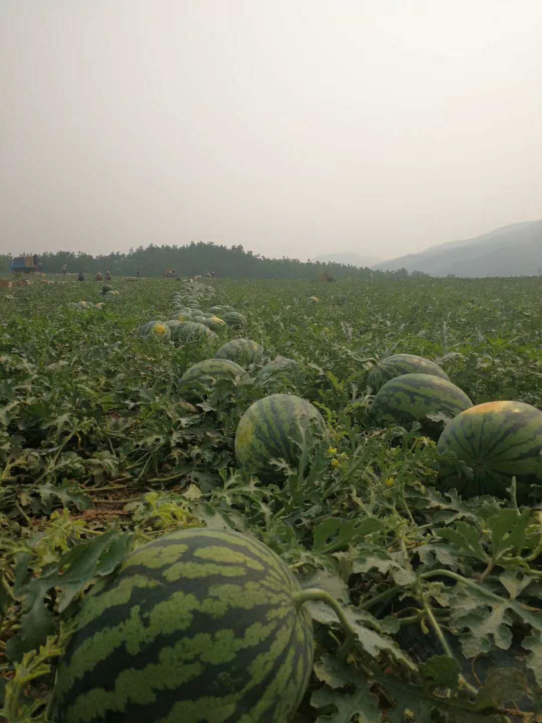 老挝甜王，老挝西瓜，甜王西瓜，云南西瓜，云南甜王