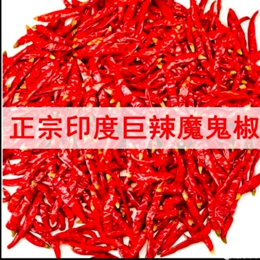 遵义印度干辣椒 爆辣辣椒王 印度魔鬼椒 辣度
