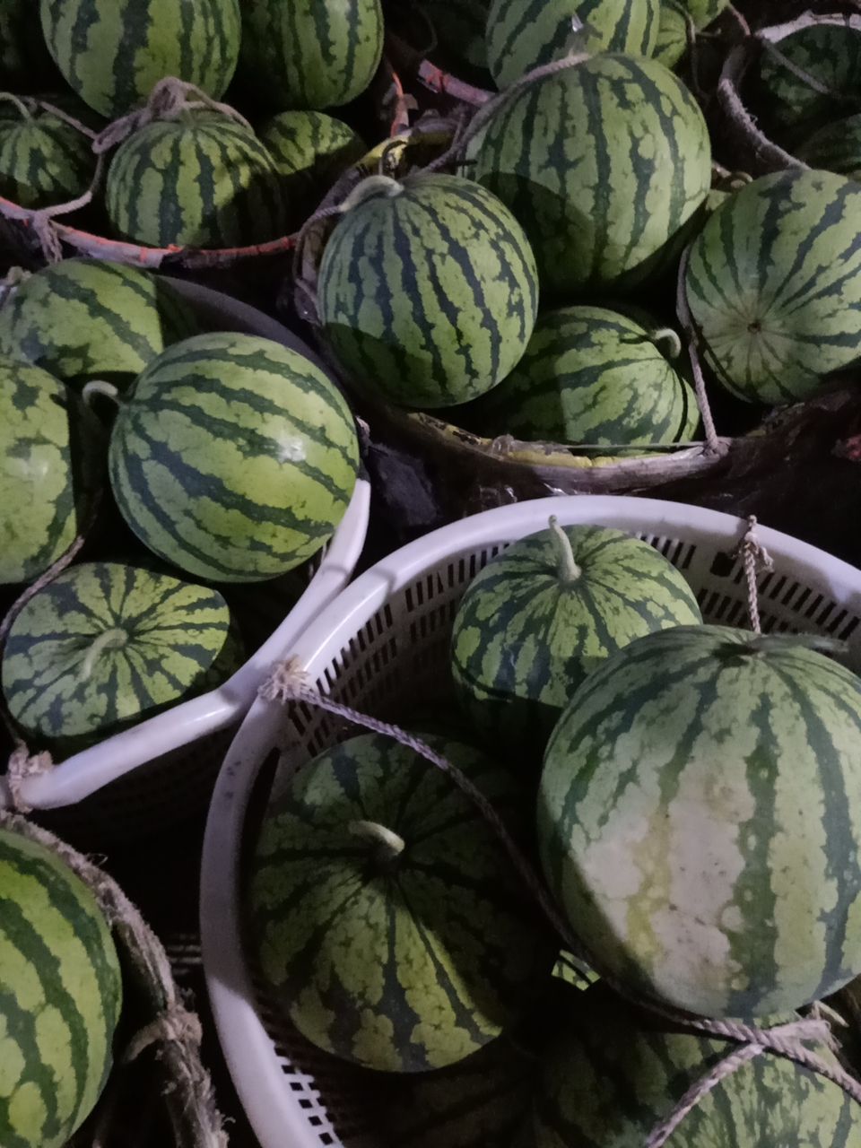 8424西瓜  美都品种