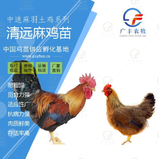 南宁清远麻鸡苗 青远2号鸡苗 厂家直销 品质优良