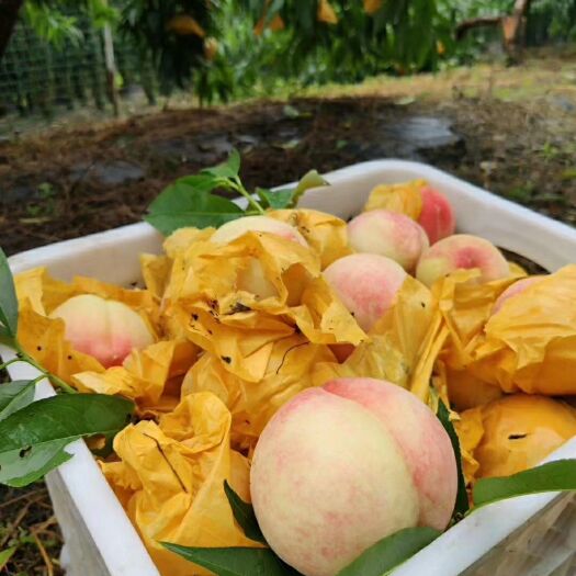 天台县白凤桃  台州蜜桃基地直供6-10月水蜜桃