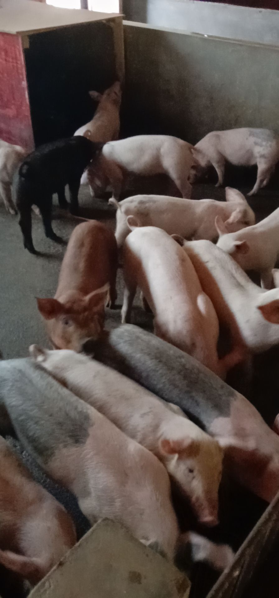 杜洛克仔猪  本基地长期供应三元，杜洛克、二元丶育肥仔猪、黑