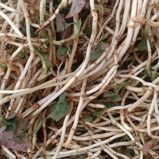贵阳白茎鱼腥草  折耳根产地贵安须